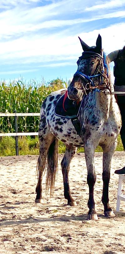 Knabstrupper Ingemanns korsika (afdød 22-1 2021) billede 17