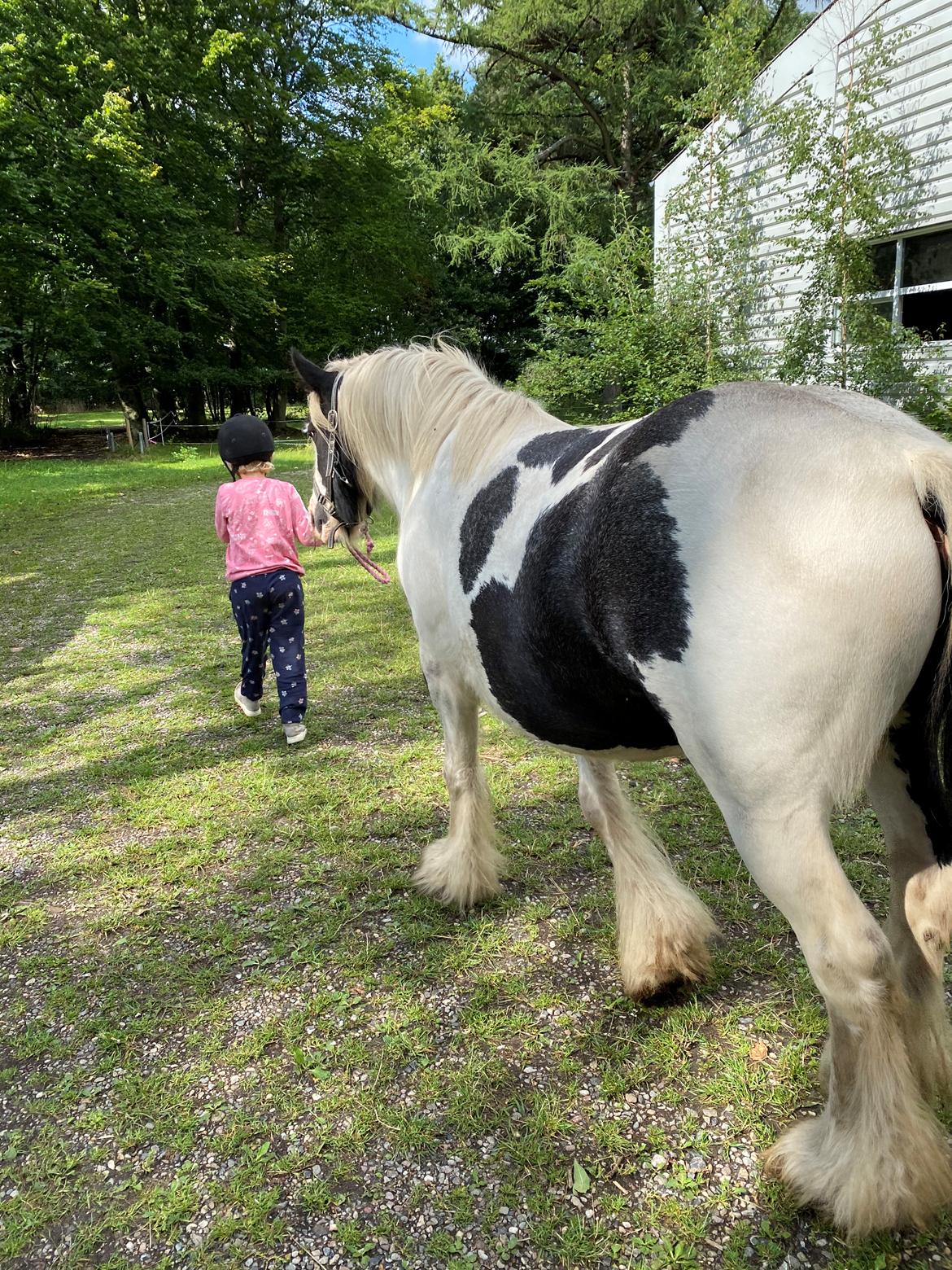 Irish Cob Murphy's Pipsy Pie billede 21