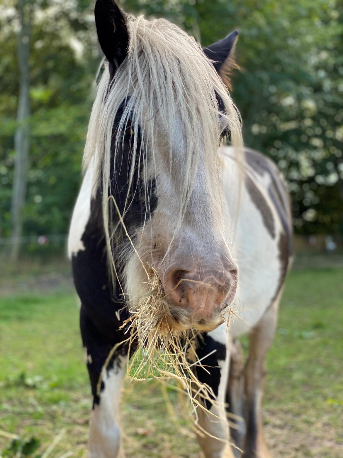 Irish Cob Murphy's Pipsy Pie billede 22