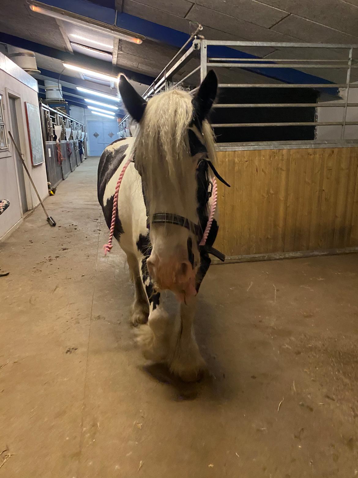 Irish Cob Murphy's Pipsy Pie billede 23