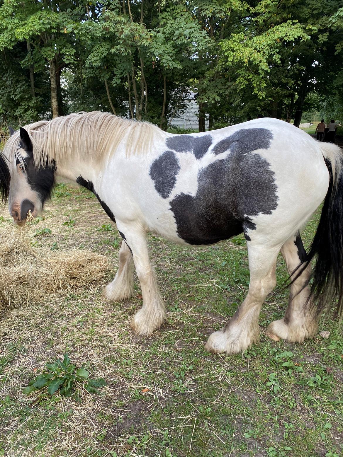 Irish Cob Murphy's Pipsy Pie billede 25