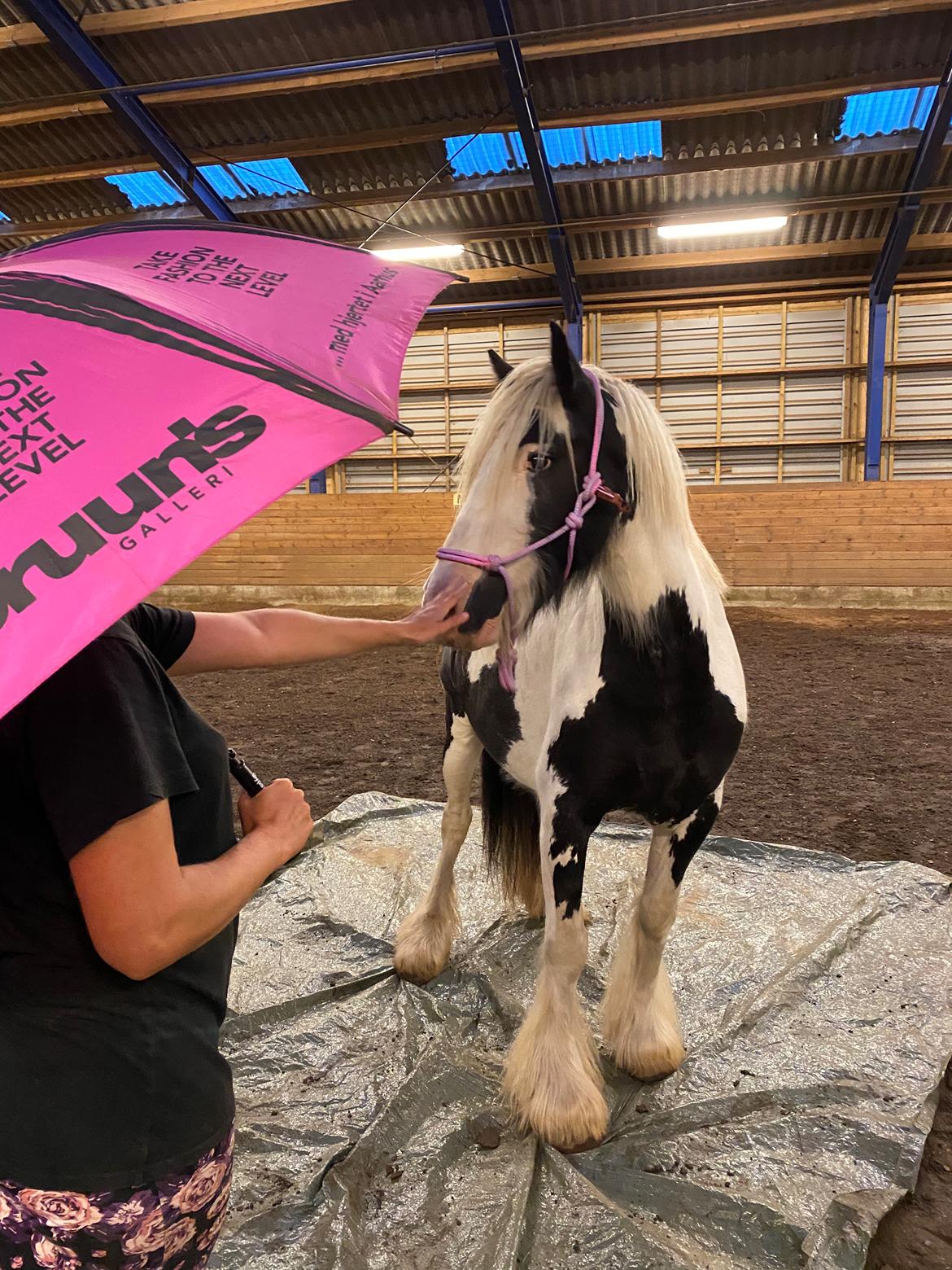 Irish Cob Murphy's Pipsy Pie billede 24