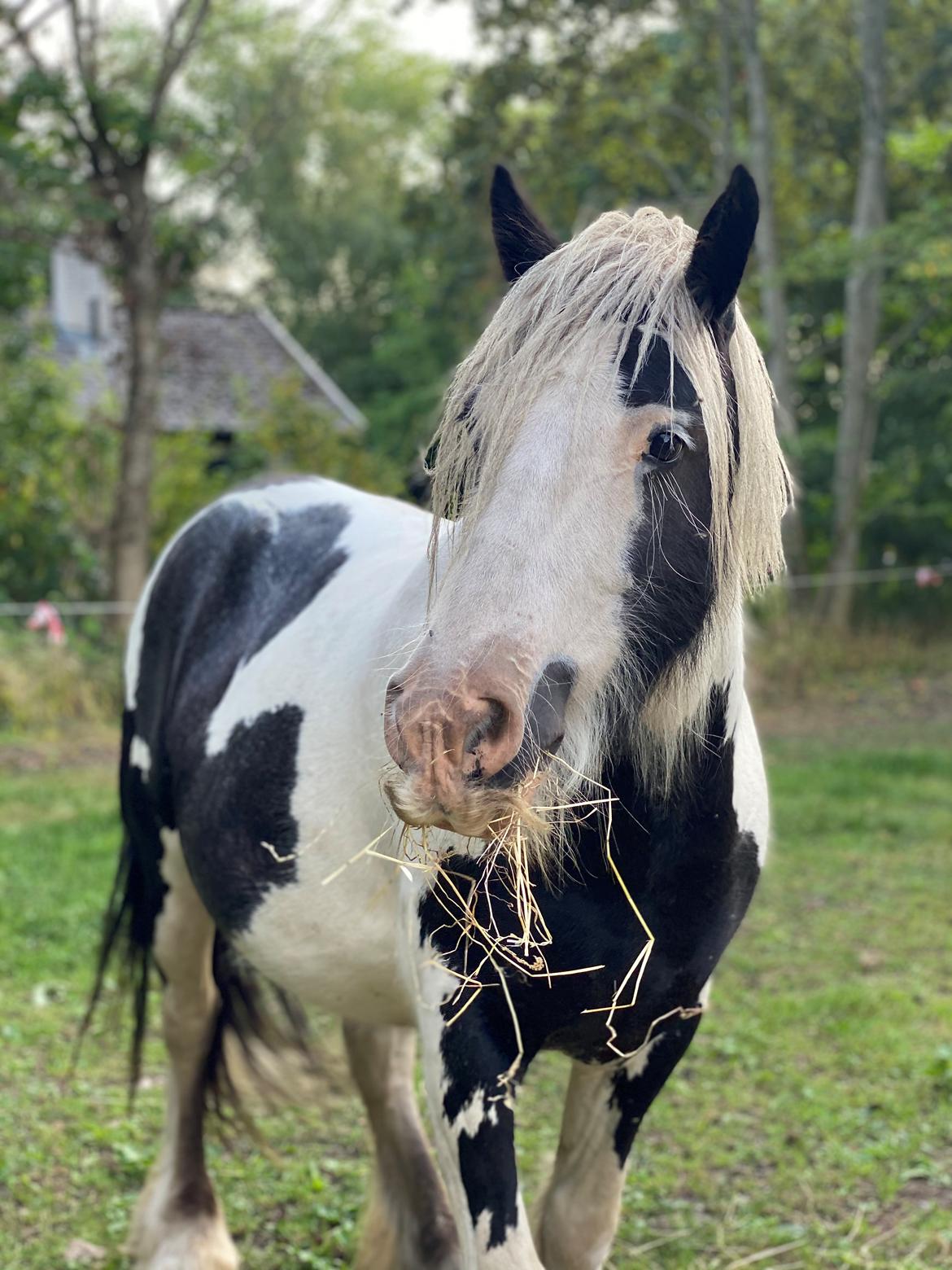 Irish Cob Murphy's Pipsy Pie billede 27