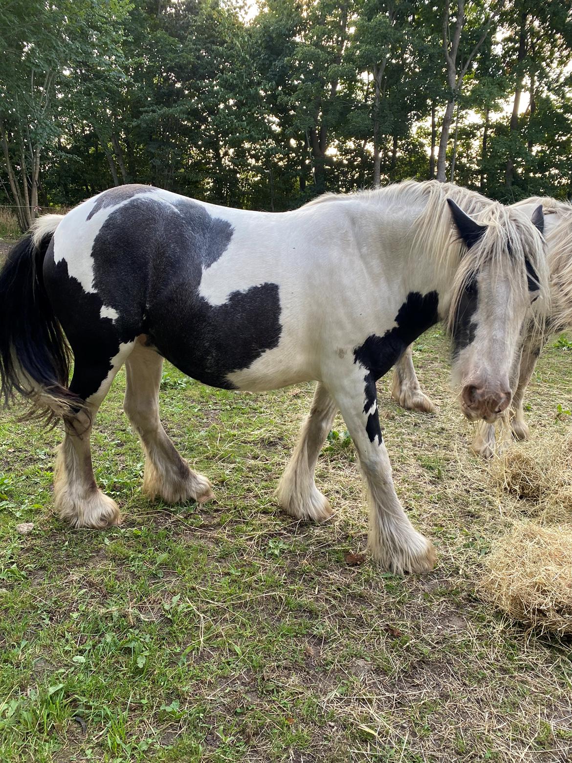 Irish Cob Murphy's Pipsy Pie billede 26