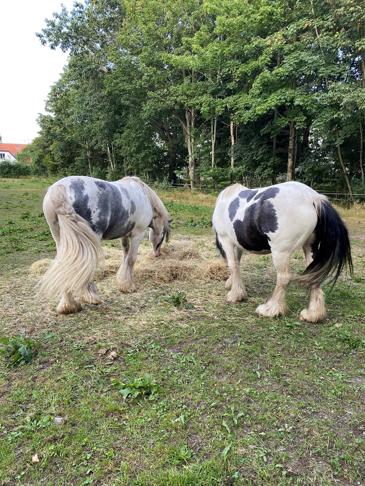 Irish Cob Murphy's Pipsy Pie billede 28