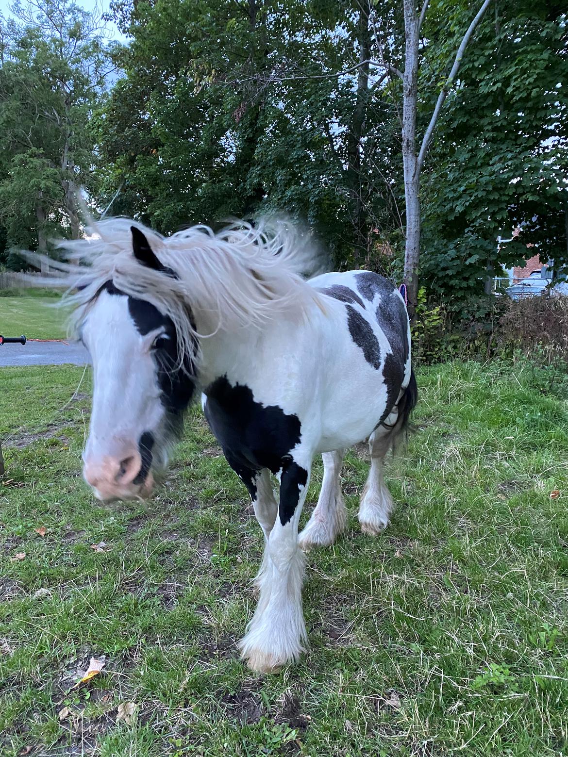 Irish Cob Murphy's Pipsy Pie billede 30