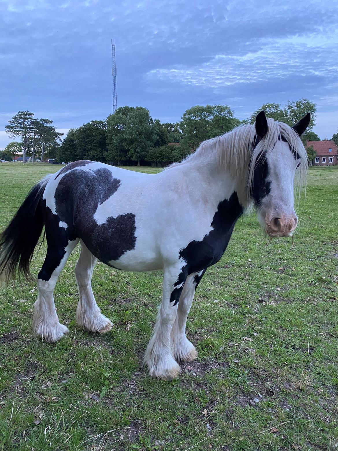 Irish Cob Murphy's Pipsy Pie billede 29