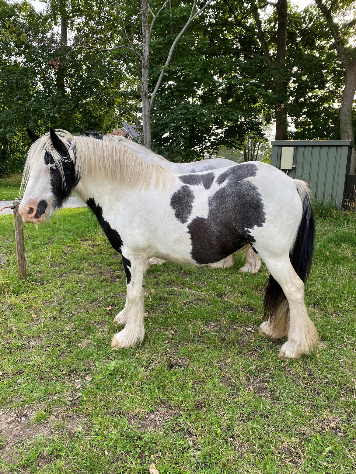 Irish Cob Murphy's Pipsy Pie billede 31