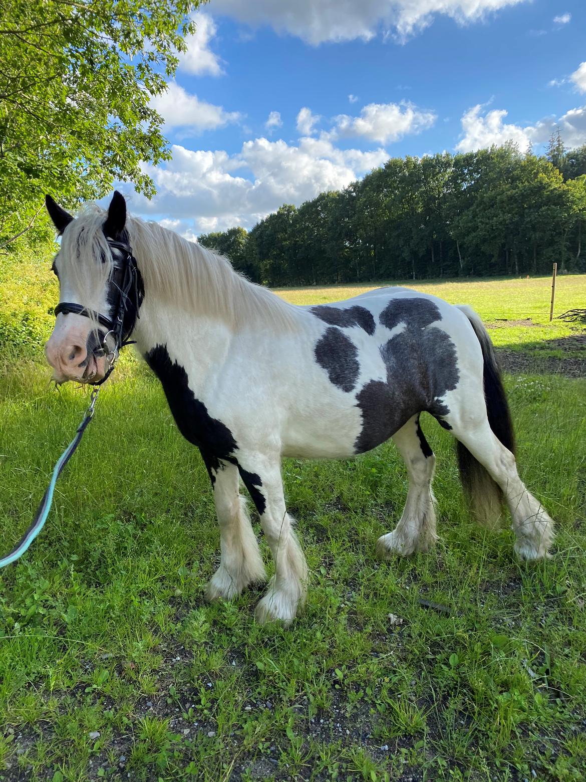 Irish Cob Murphy's Pipsy Pie billede 32