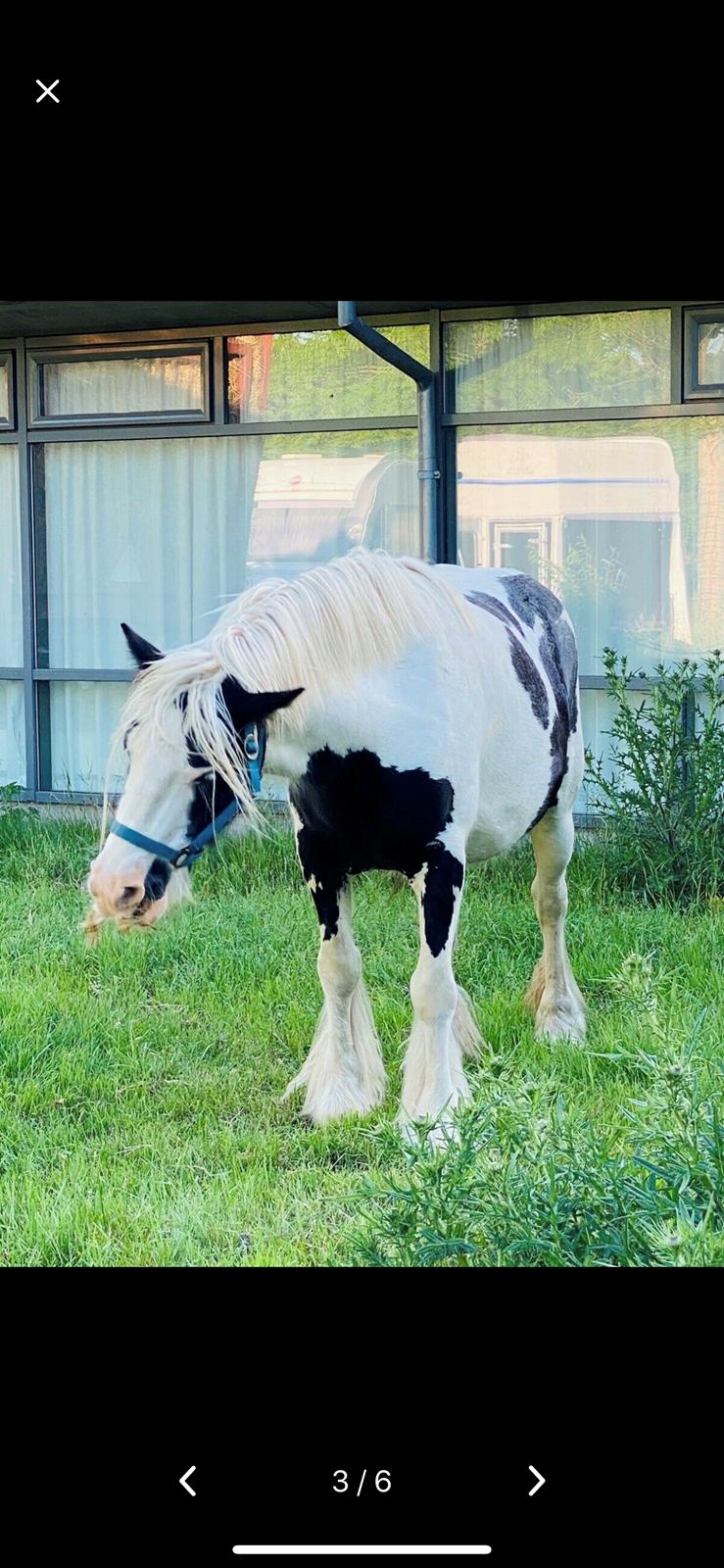 Irish Cob Murphy's Pipsy Pie billede 34