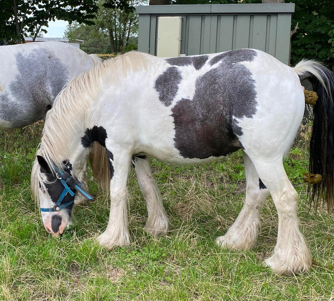 Irish Cob Murphy's Pipsy Pie billede 35