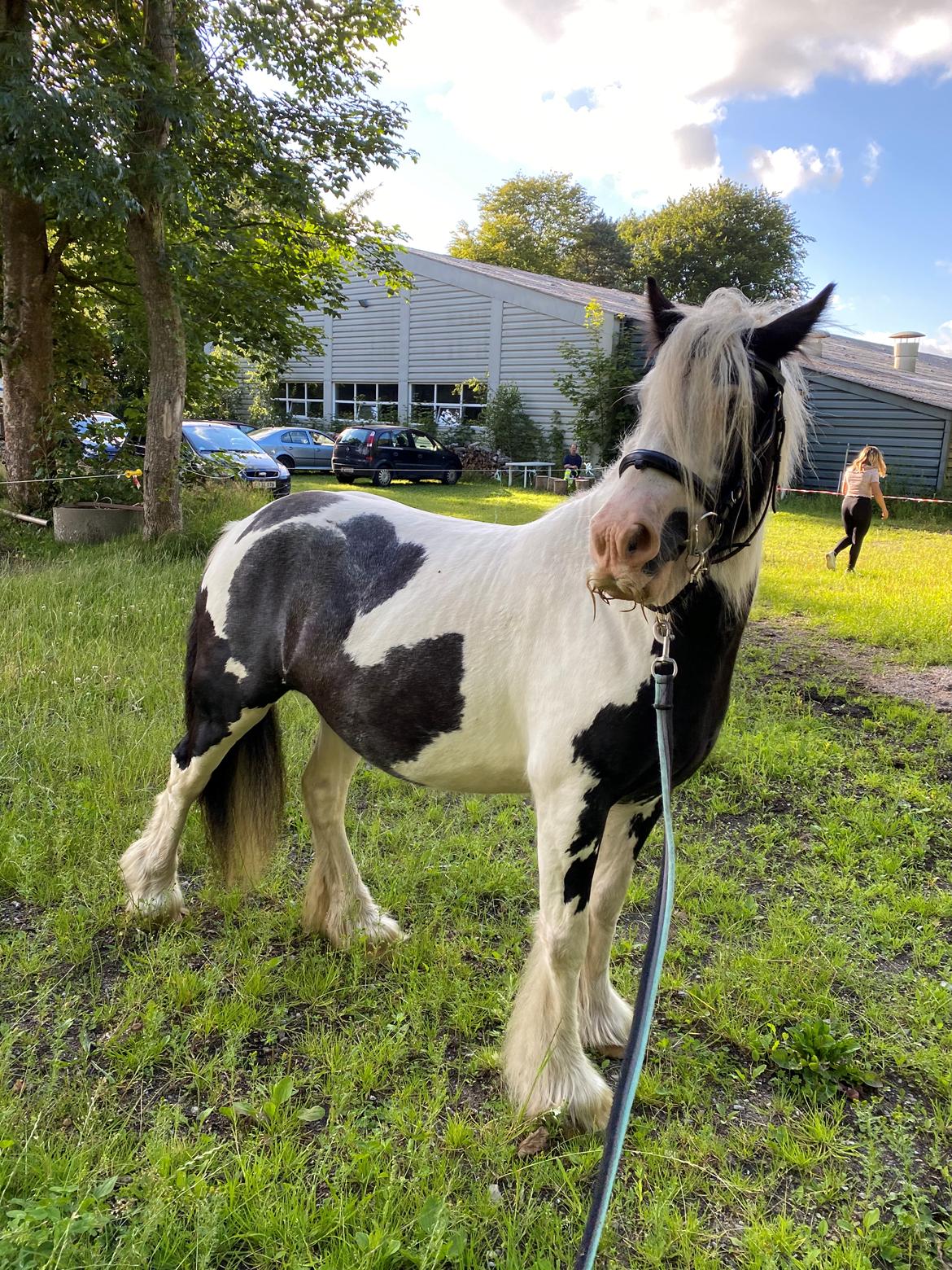 Irish Cob Murphy's Pipsy Pie billede 33