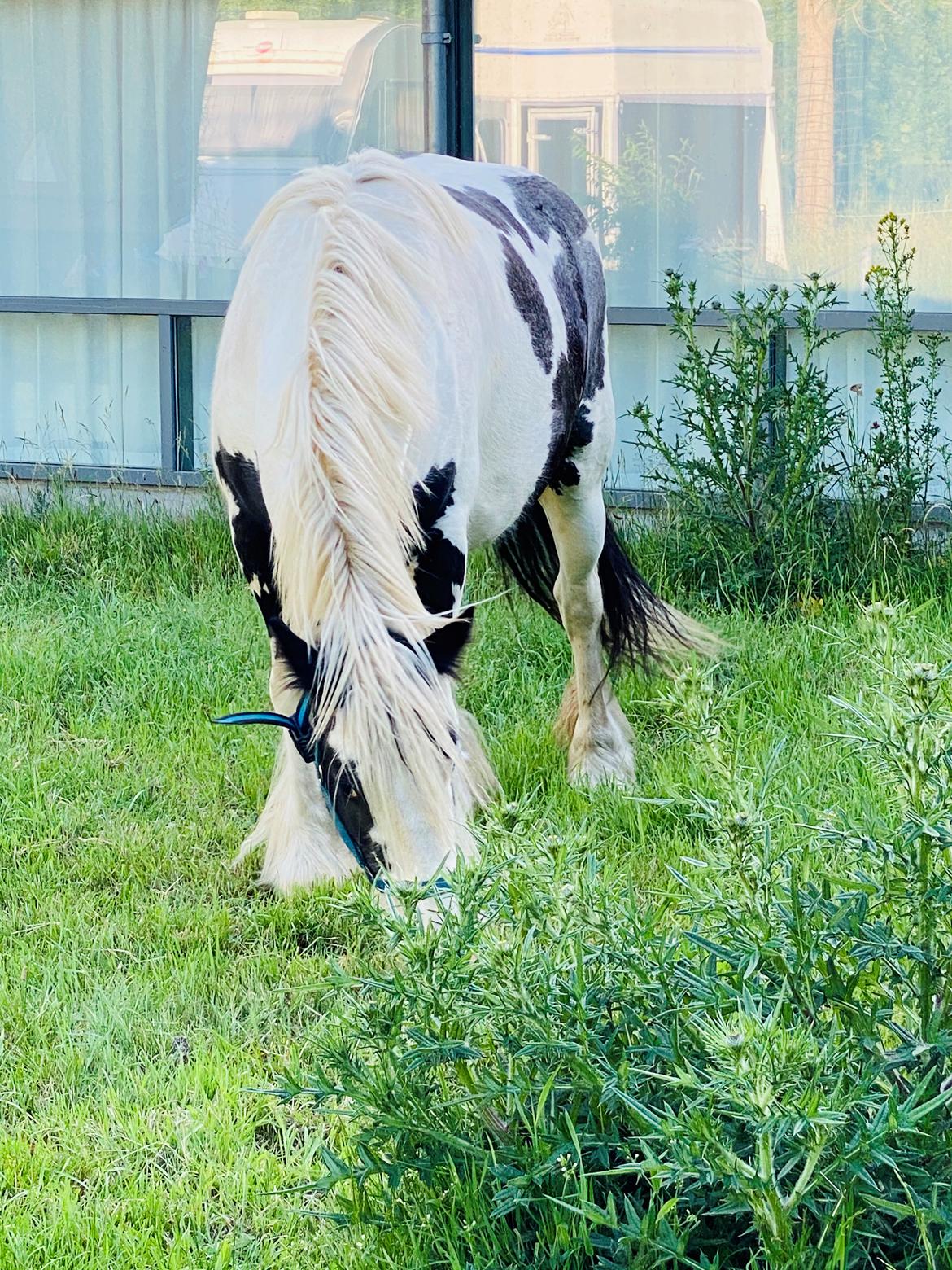 Irish Cob Murphy's Pipsy Pie billede 36