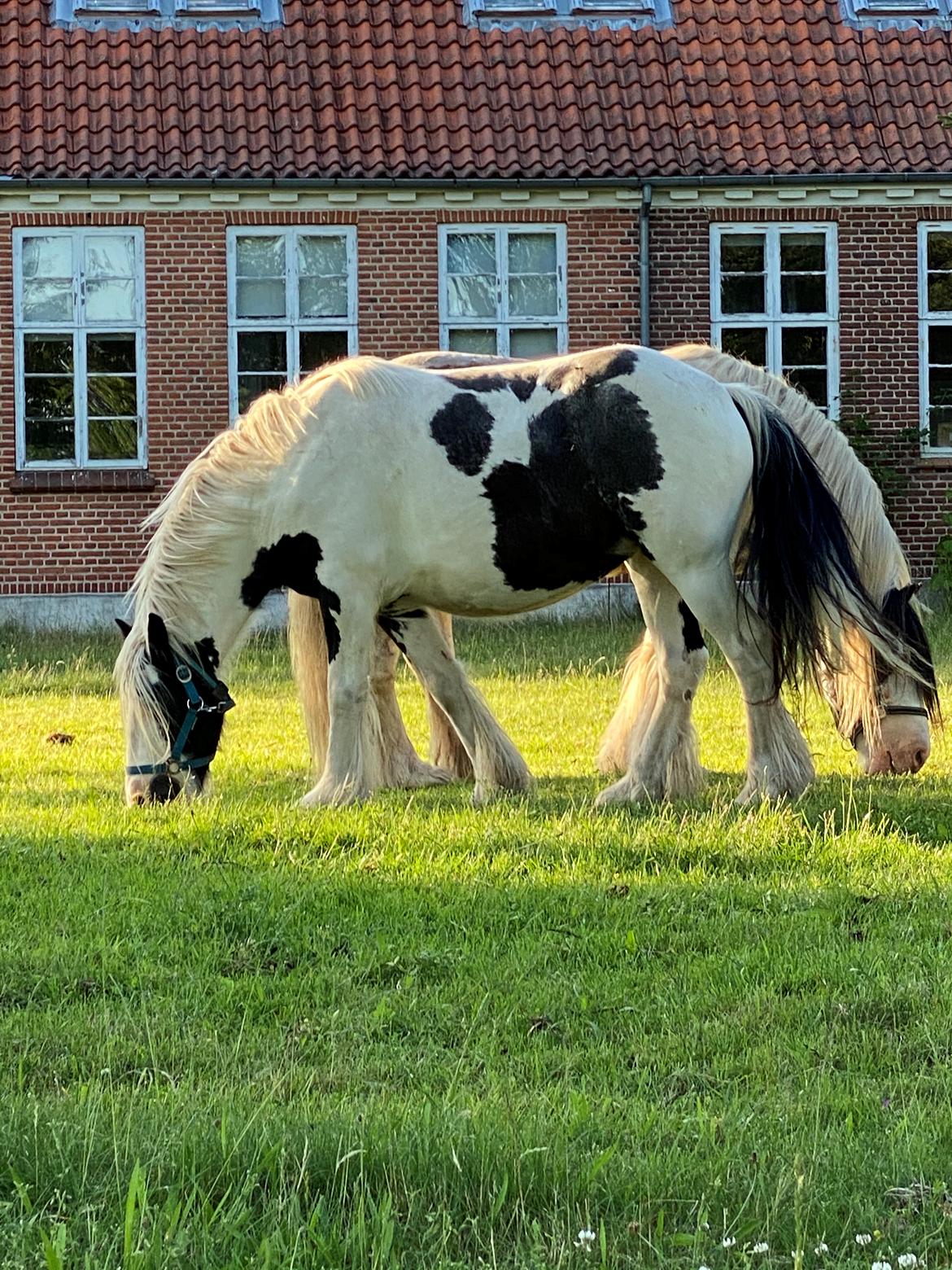 Irish Cob Murphy's Pipsy Pie billede 37