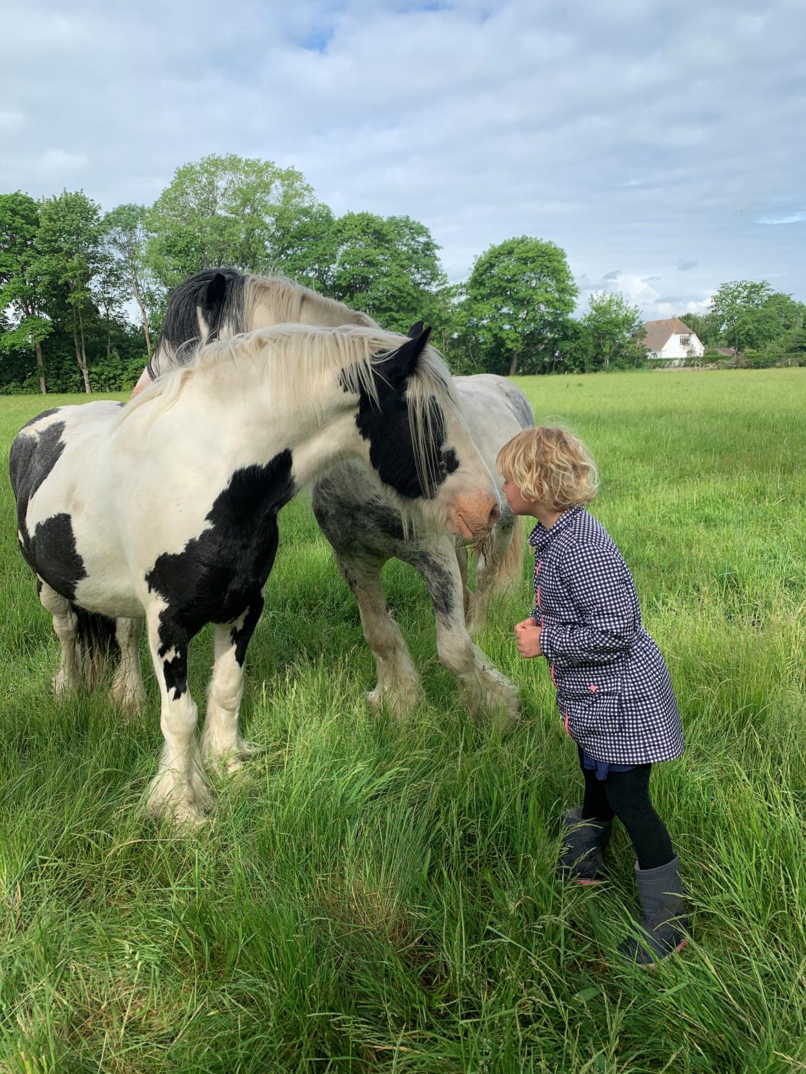 Irish Cob Murphy's Pipsy Pie billede 38