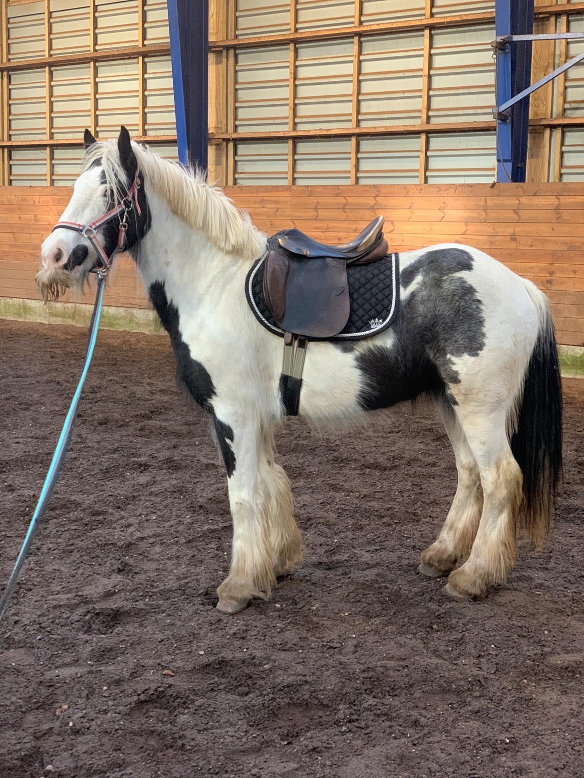 Irish Cob Murphy's Pipsy Pie billede 39