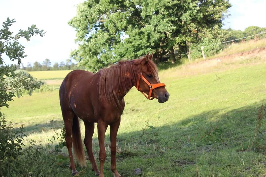 Arabisk fuldblod (OX) Rastox Nokima OX *SOLGT* billede 13