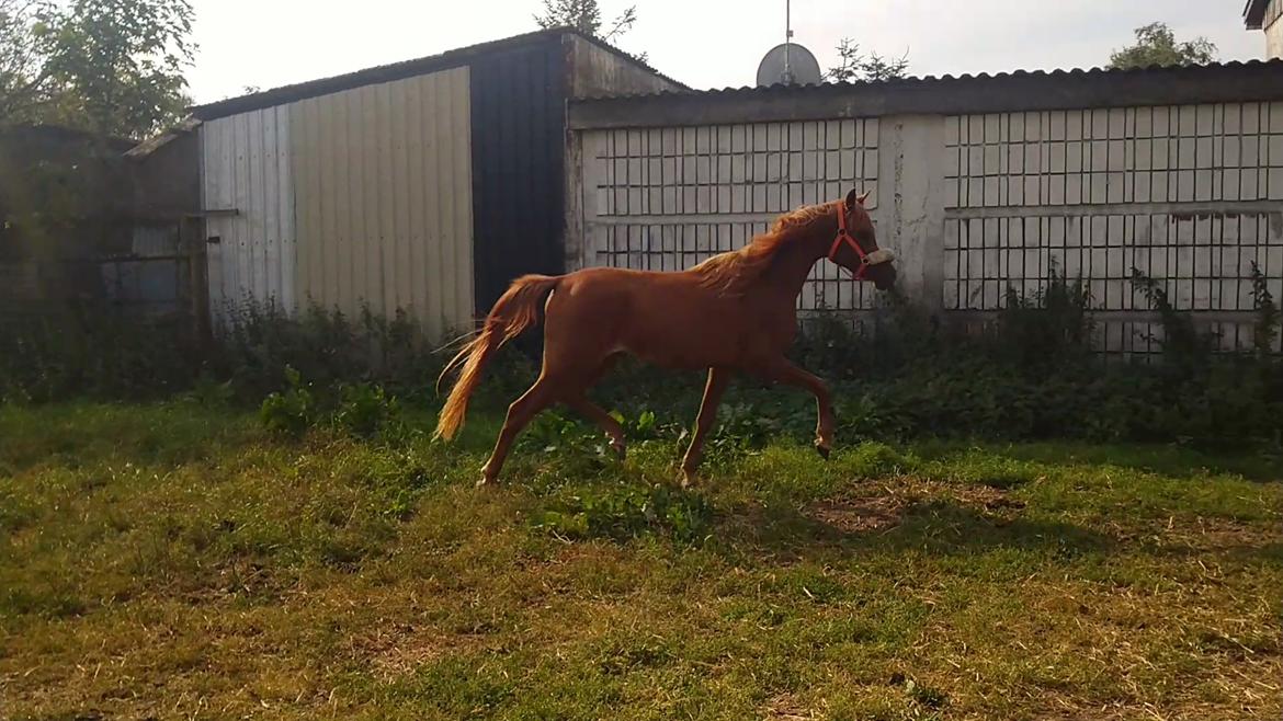 Arabisk fuldblod (OX) Rastox Nokima OX *SOLGT* billede 16