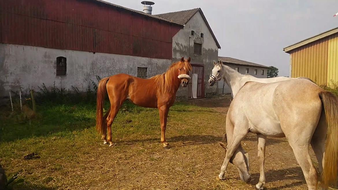 Arabisk fuldblod (OX) Rastox Nokima OX *SOLGT* billede 15