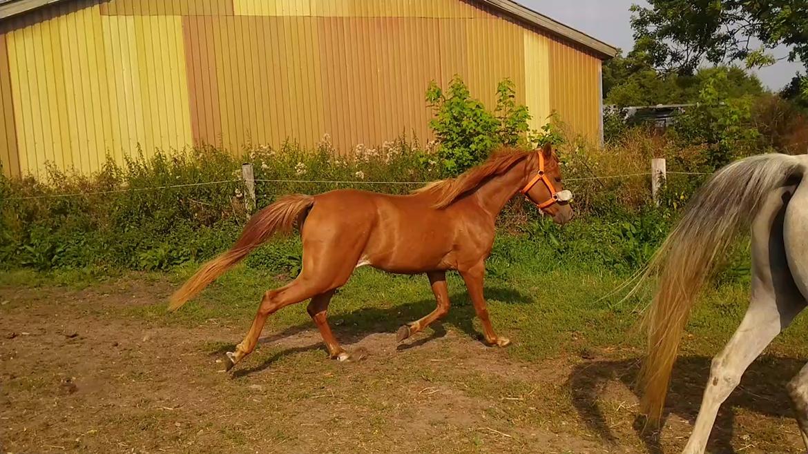 Arabisk fuldblod (OX) Rastox Nokima OX *SOLGT* billede 17