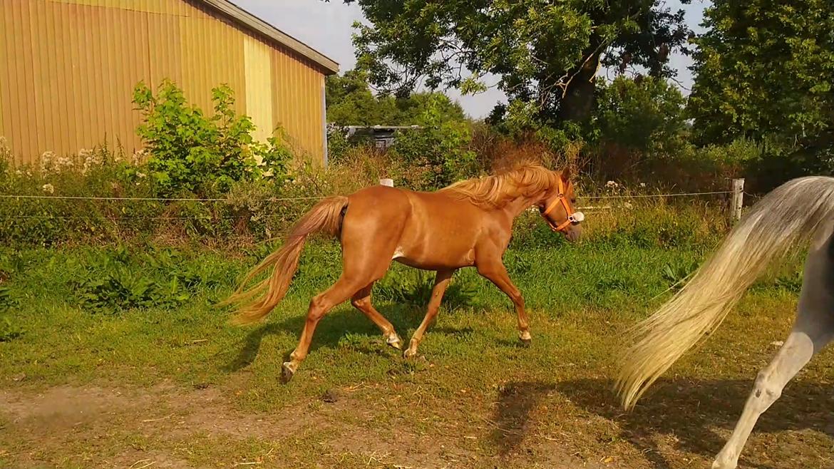 Arabisk fuldblod (OX) Rastox Nokima OX *SOLGT* billede 18