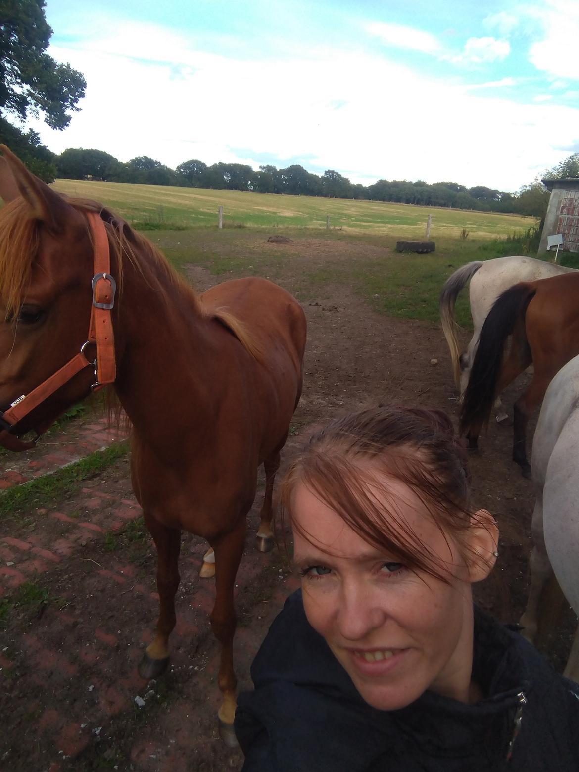 Arabisk fuldblod (OX) Rastox Nokima OX *SOLGT* billede 19