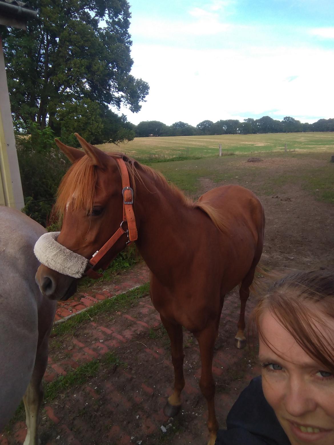 Arabisk fuldblod (OX) Rastox Nokima OX *SOLGT* billede 20