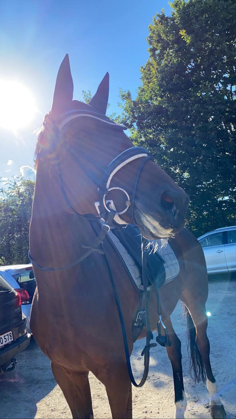 Dansk Varmblod Patchouli billede 1