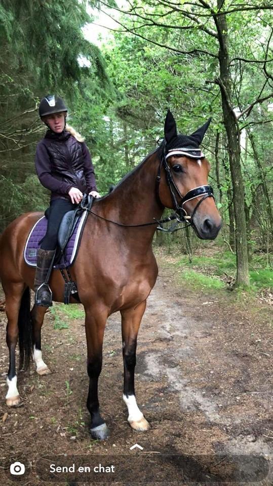 Dansk Varmblod Patchouli billede 6