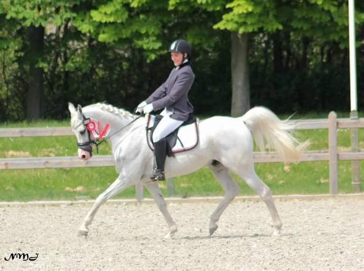 Arabisk fuldblod (OX) Ho-Cosmo billede 2