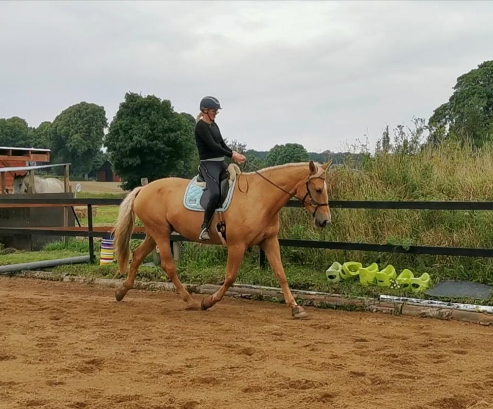 Palomino Kvistgaards Mysteria Lain ¤ My billede 2