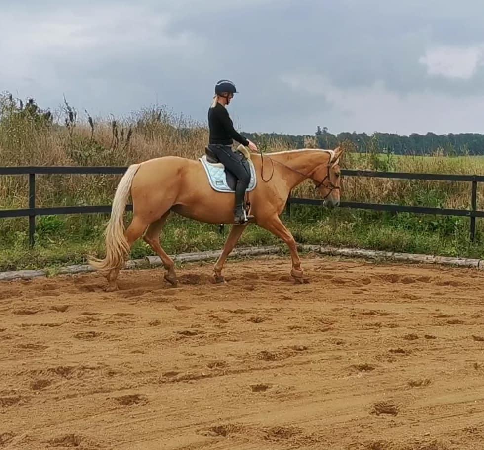 Palomino Kvistgaards Mysteria Lain ¤ My billede 3