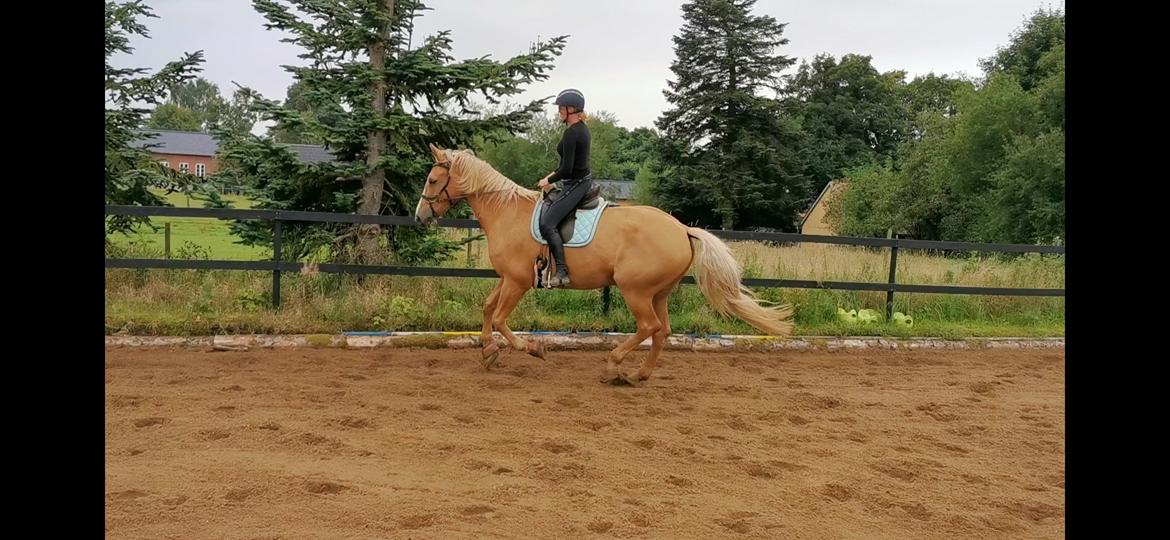 Palomino Kvistgaards Mysteria Lain ¤ My billede 4