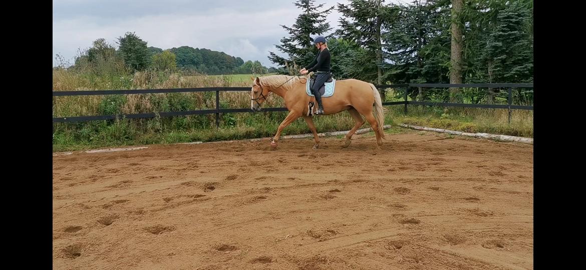 Palomino Kvistgaards Mysteria Lain ¤ My billede 5