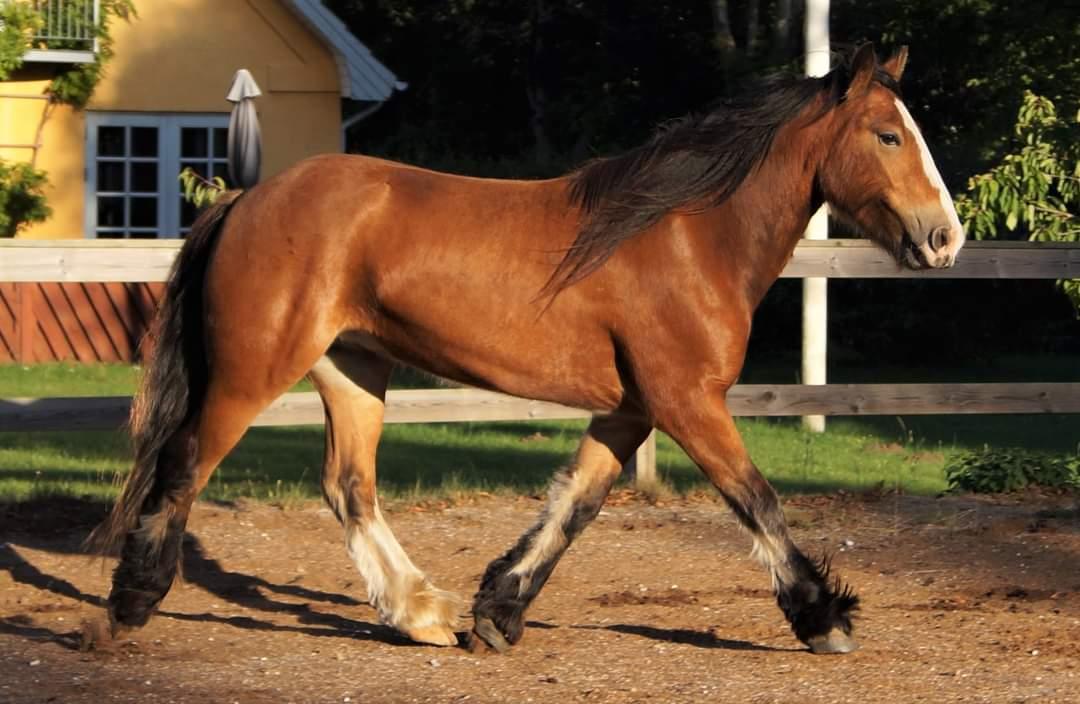 Irish Cob Lenders Winzent of Ireland - Smukke fyr (: billede 16