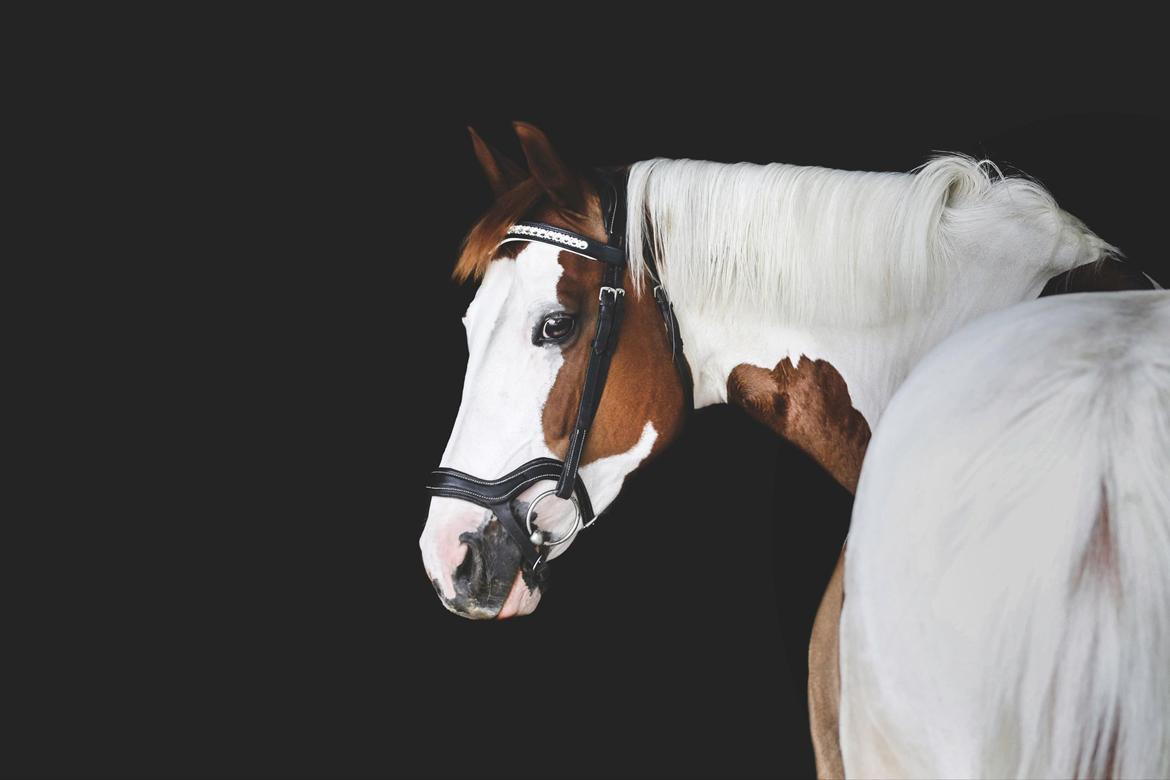 Pinto What A Spot - What A Spot - dig og mig ♥ billede 2