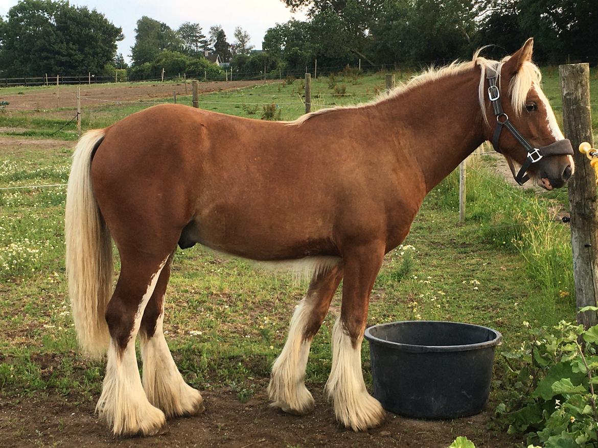 Irish Cob Bisgaards Harley billede 1