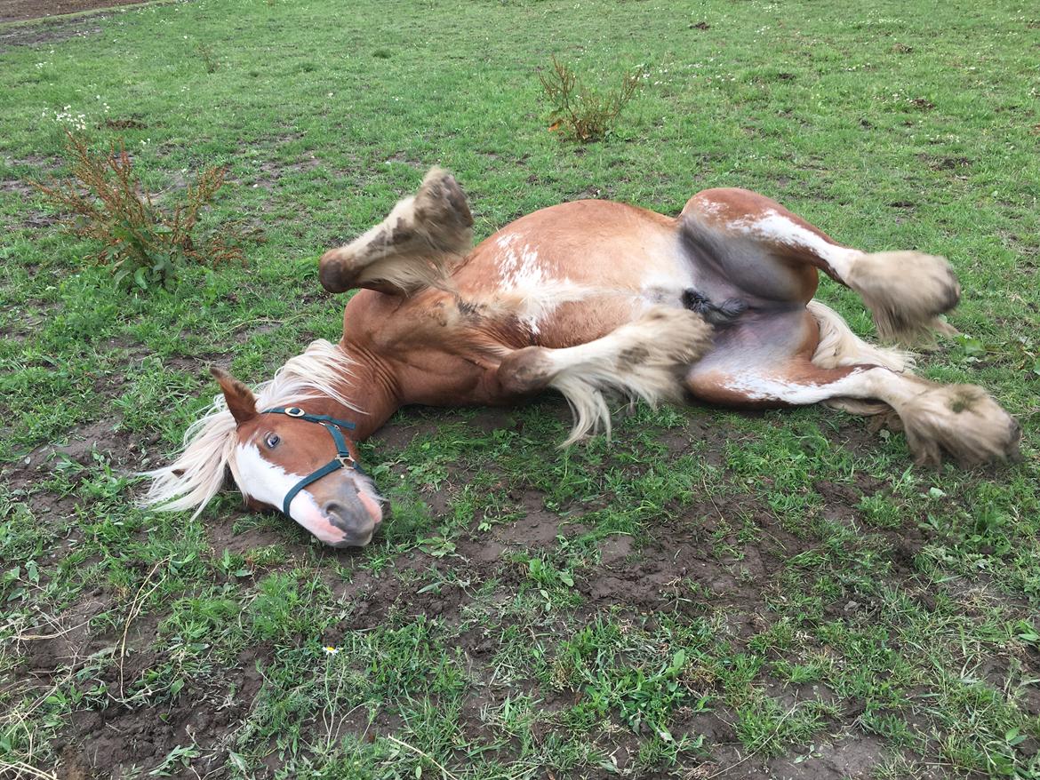 Irish Cob Bisgaards Harley billede 4