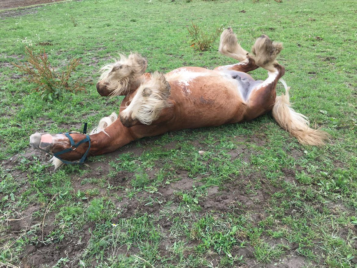 Irish Cob Bisgaards Harley billede 5