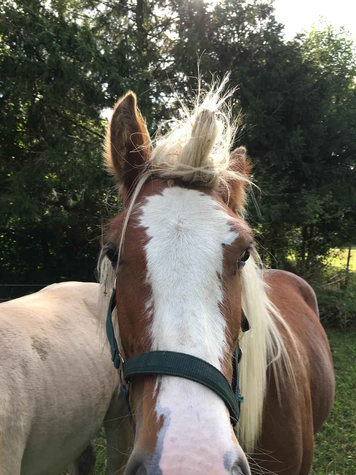 Irish Cob Bisgaards Harley billede 6