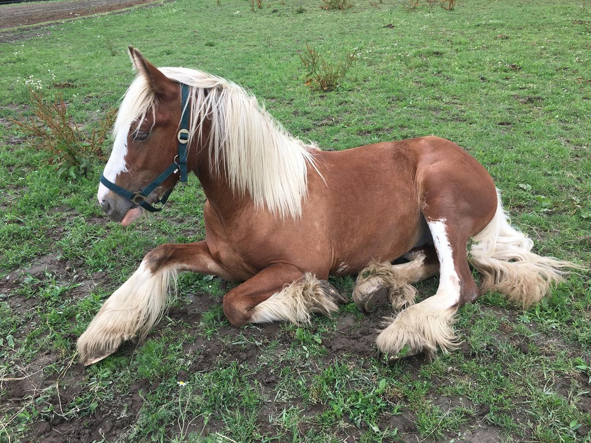 Irish Cob Bisgaards Harley billede 3