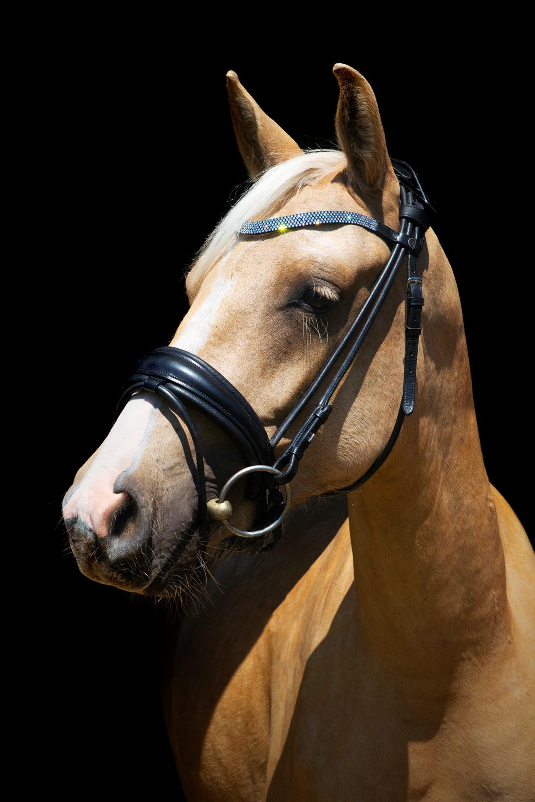 Anden særlig race Trolleys Altivo - 2 år billede 1