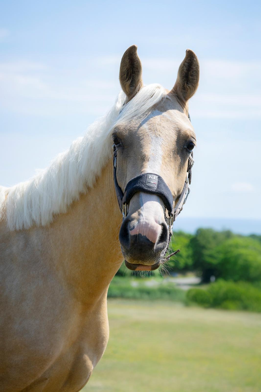 Anden særlig race Trolleys Altivo billede 4