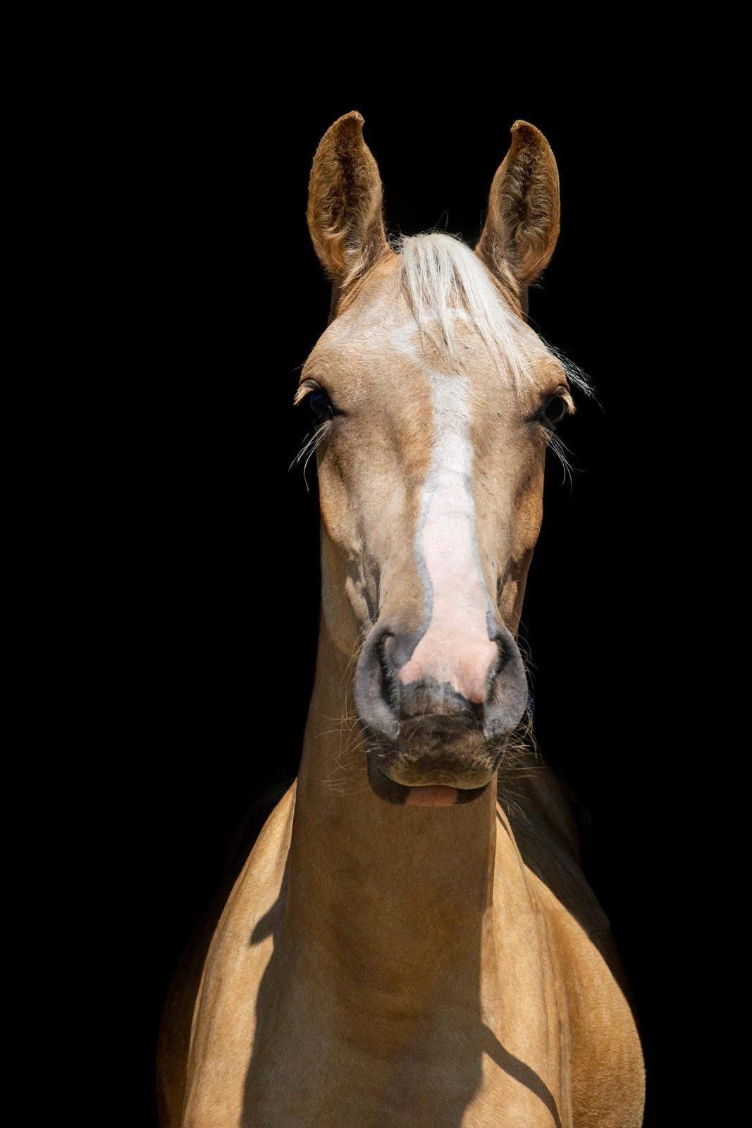 Anden særlig race Trolleys Altivo billede 11