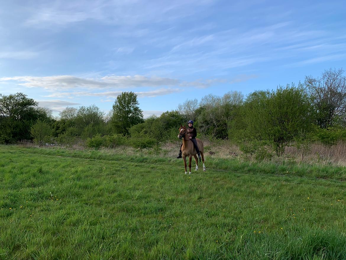 DSP Thorslunds Golden Empire - Det her billede er taget få dage efter vi fik ham det var min første ridetur uden sadel.  billede 3