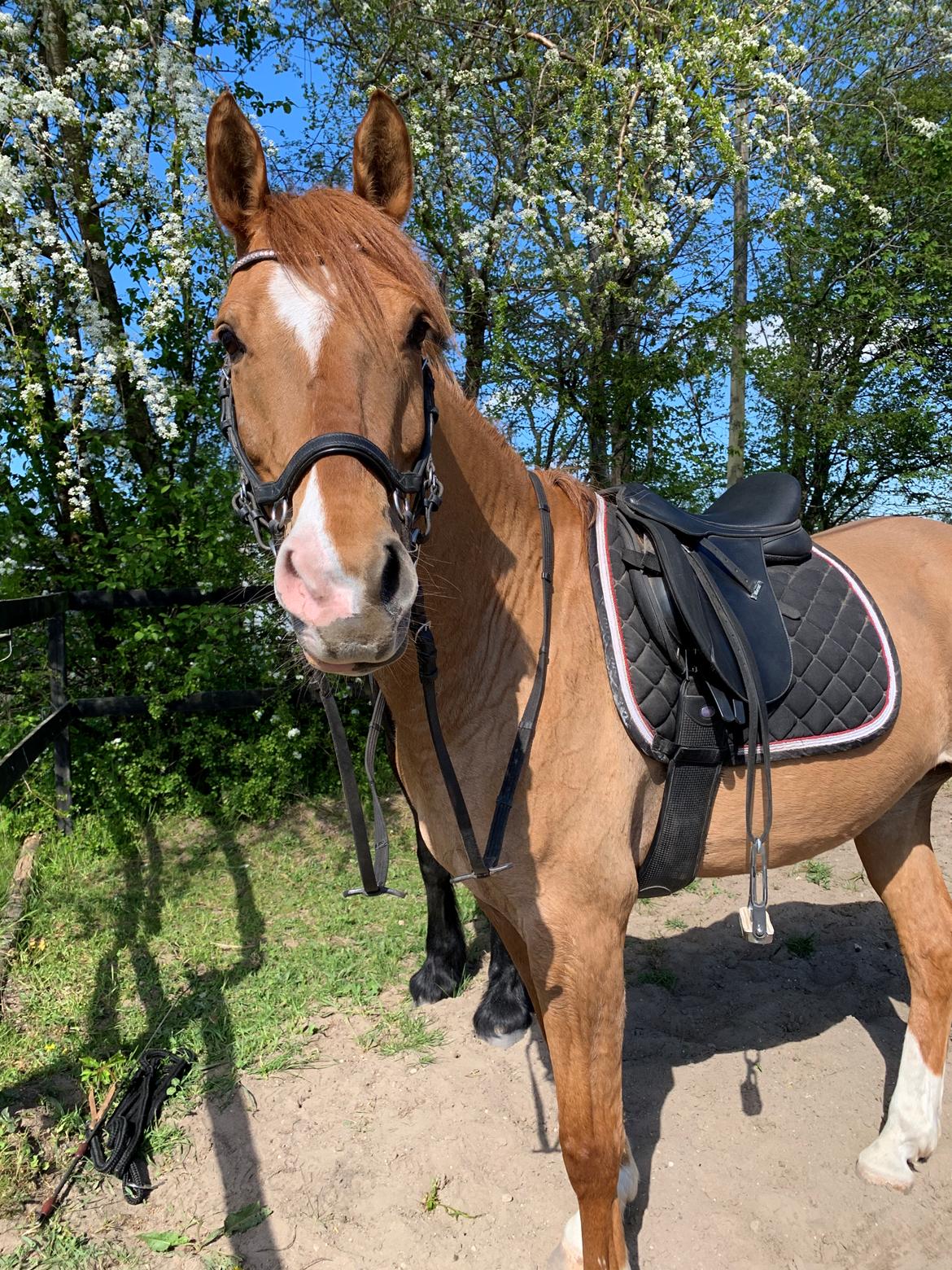 DSP Thorslunds Golden Empire - 2. Gang jeg red på Golden billede 4