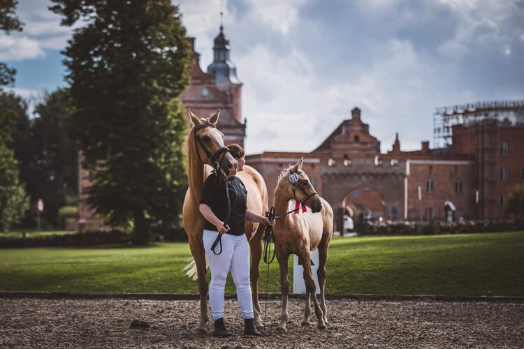 Palomino Silverline W'aiza billede 13