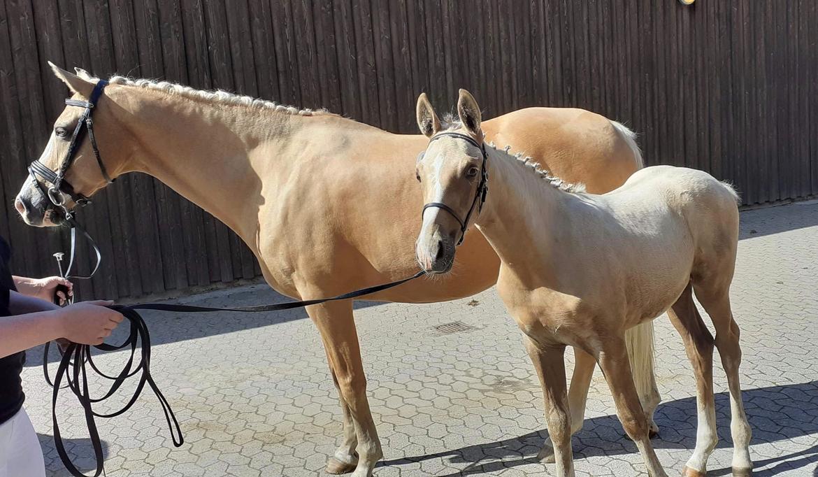 Palomino Silverline W'aiza billede 11