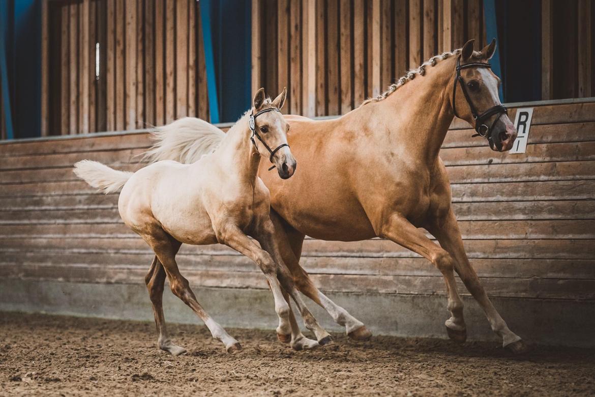 Palomino Silverline W'aiza billede 15