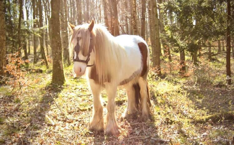 Irish Cob Nydal's Spencer - 16/05/20  billede 4